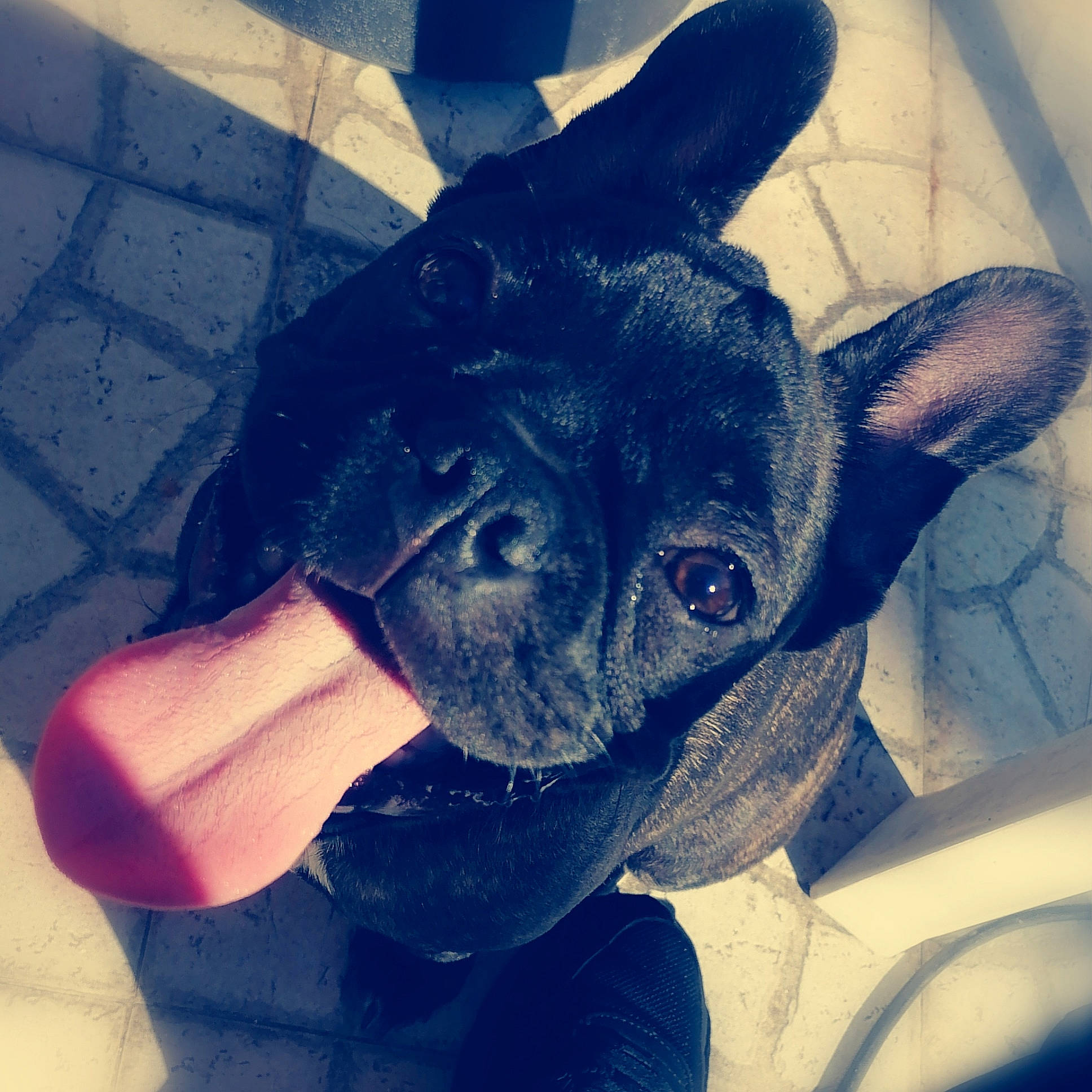 Yuska Youba participe au concours pour gagner de l'argent avec cette photo : boston_terrier, bulldog, canidae, carnivore, companion_dog, dog, dog_breed, ear, eye, fawn, french_bulldog, mammal, non_sporting_group, puppy, snout