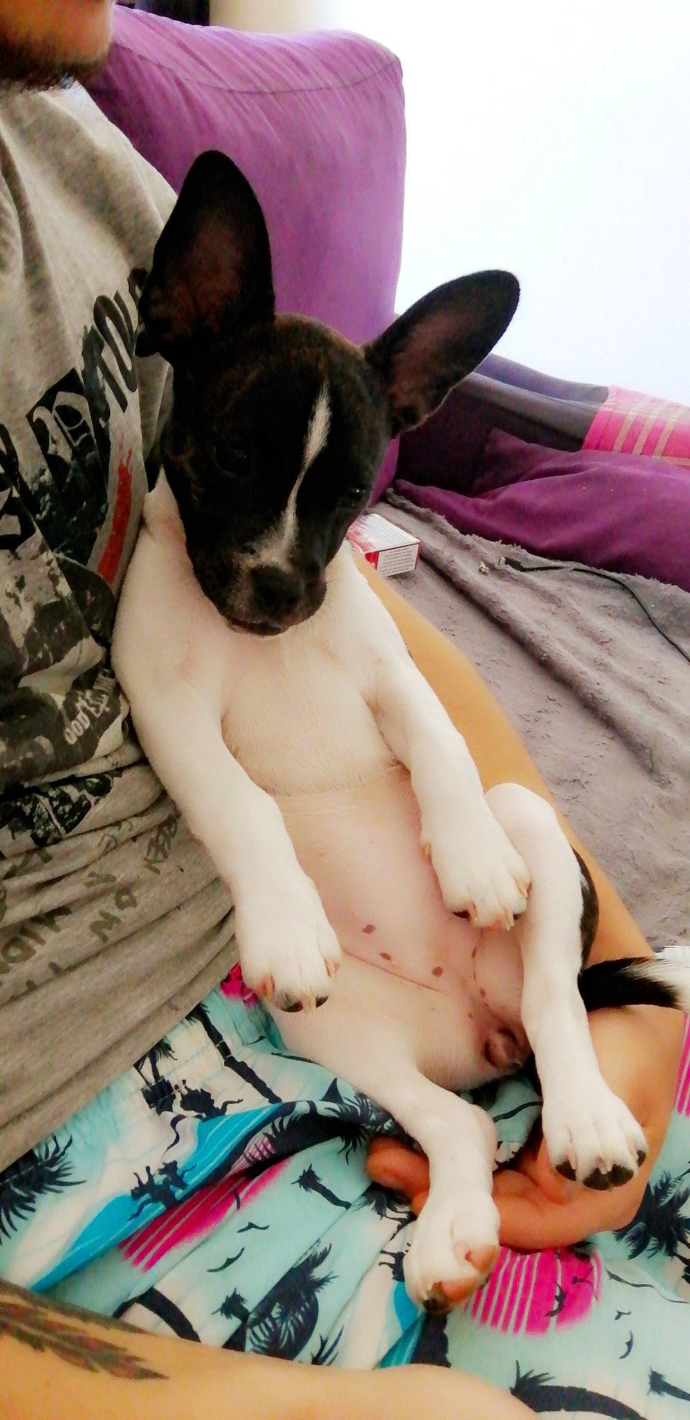 Youba a rejoint le concours — aidez-le/la à gagner de superbes lots ! canidae, carnivore, companion_dog, dog, dog_breed, ear, fawn, french_bulldog, leg, mammal, non_sporting_group, puppy, puppy_love, snout, tail, toy_dog, toy_fox_terrier