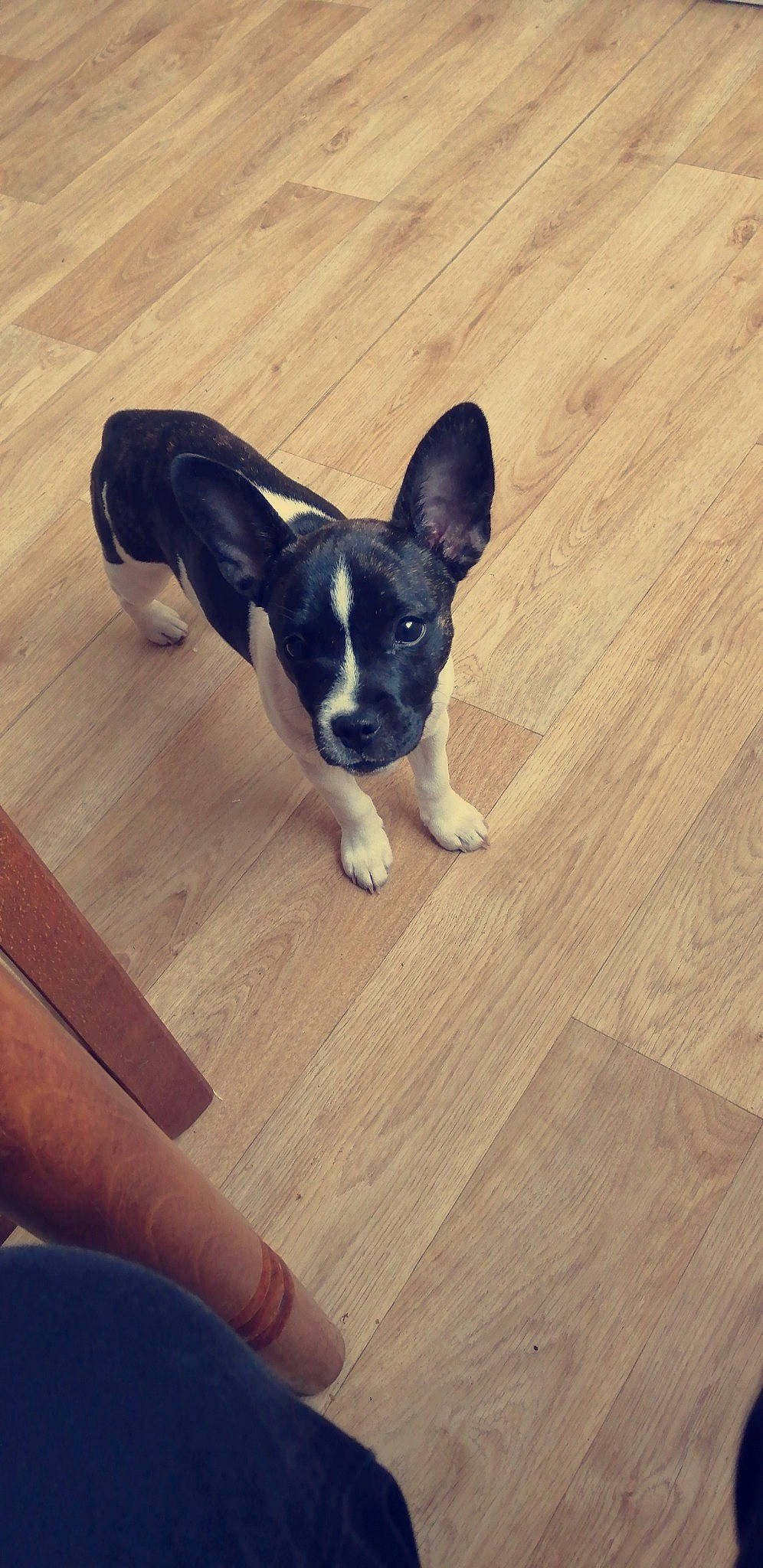 Youba participe au concours pour gagner de l'argent avec cette photo : boston_terrier, canidae, cardigan_welsh_corgi, carnivore, companion_dog, dog, dog_breed, fawn, floor, flooring, french_bulldog, hardwood, mammal, non_sporting_group, pembroke_welsh_corgi, puppy, sporting_group, welsh_corgi, wood, wood_flooring