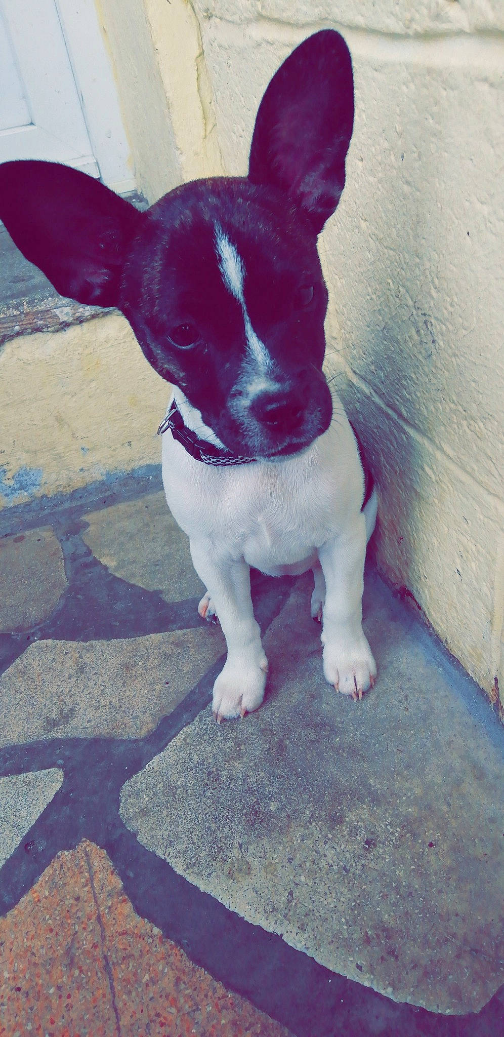 Youba participe au concours pour gagner de l'argent avec cette photo : bull_and_terrier, canidae, carnivore, companion_dog, dog, dog_breed, fawn, french_bulldog, mammal, miniature_fox_terrier, non_sporting_group, rare_breed_dog, snout, tail, teddy_roosevelt_terrier, tenterfield_terrier, vertebrate