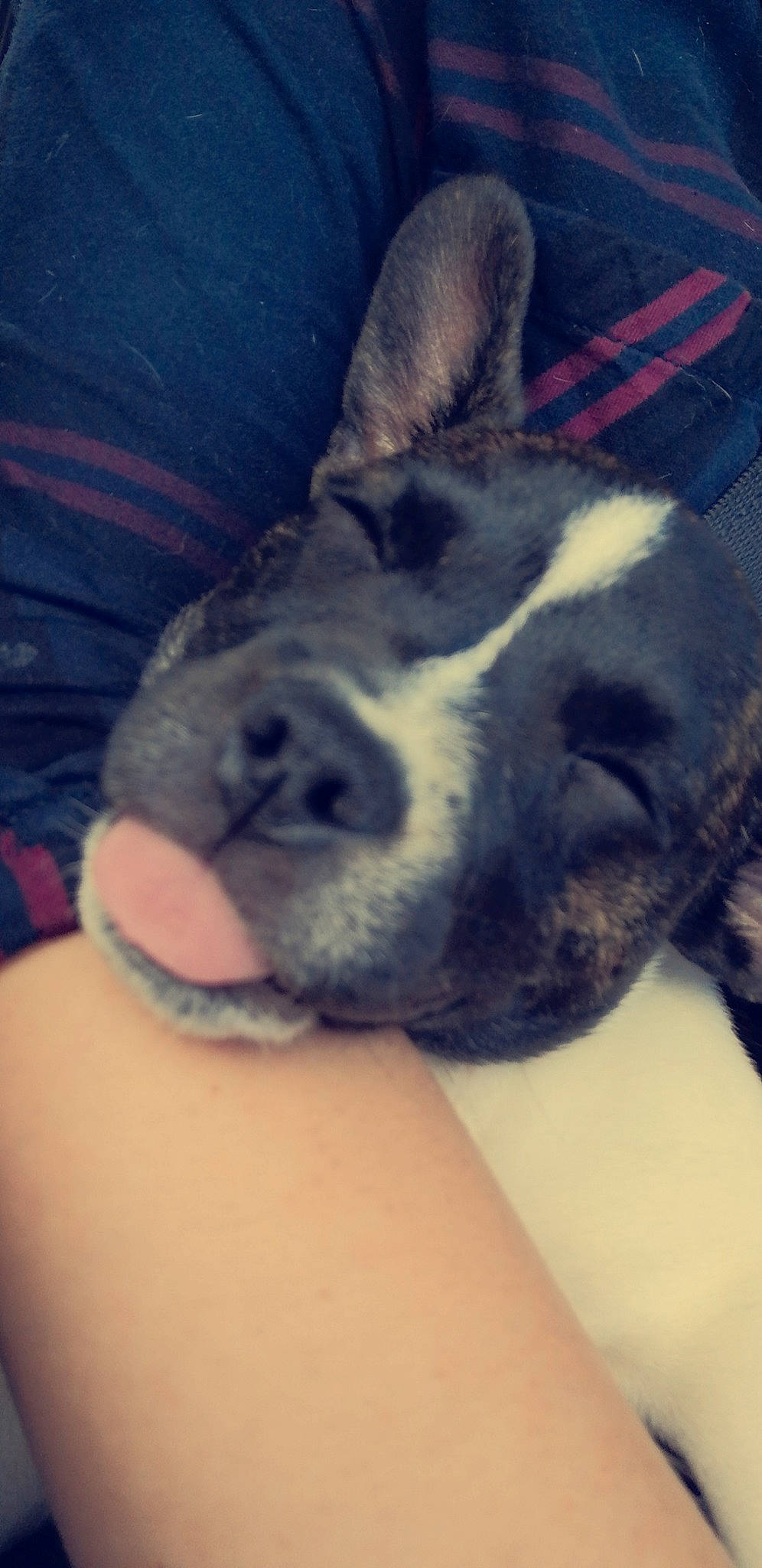 Youba participe au concours pour gagner de l'argent avec cette photo : american_pit_bull_terrier, boston_terrier, canidae, carnivore, dog, dog_breed, ear, french_bulldog, head, nap, non_sporting_group, nose, puppy, skin, sky, snout, whiskers