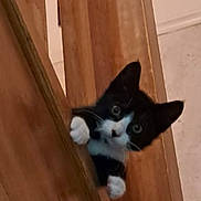 Felix a rejoint le concours — aidez-le/la à gagner de superbes lots ! animal, black_and_white, cat, closeup, curious, cute, domestic, door, feline, gap, indoor, kitten, paws, peeking, pet, playful, vertical, whiskers, wood, young