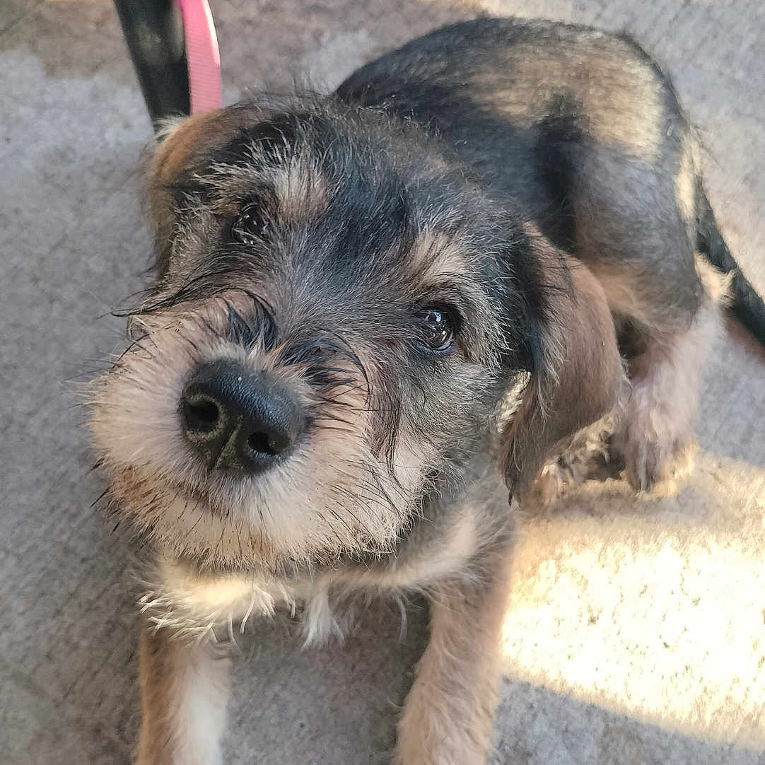 Lilly joined the competition — help win amazing prizes! animal, canine, concrete, curious, cute, dog, eyes, face, fur, leash, nose, outdoor, pet, puppy, scruffy, shadow, sitting, texture, whiskers, young
