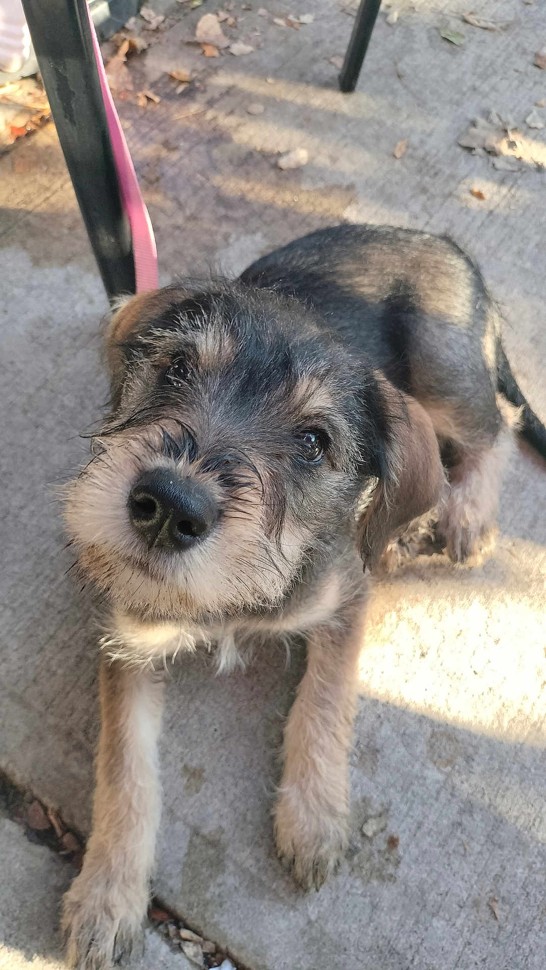 Lilly joined the competition — help win amazing prizes! puppy, dog, pet, outdoor, concrete, leash, curious, fur, eyes, face, animal, cute, scruffy, young, canine, sitting, shadow, texture, nose, whiskers