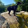 Orsu participe au concours pour gagner de l'argent avec cette photo : dog, rock, stream, water, nature, outdoor, green_collar, sunlight, trees, blue_sky, animal, pet, canine, forest, mountain, wildlife, standing, reflection, daytime, landscape