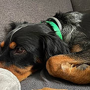Orsu participe au concours pour gagner de l'argent avec cette photo : dog, black_fur, brown_fur, green_collar, resting, close_up, couch, indoor, pet, animal, paw, fur_texture, sleepy, relaxed, soft_surface, cozy, domestic, companion, laying_down, side_view