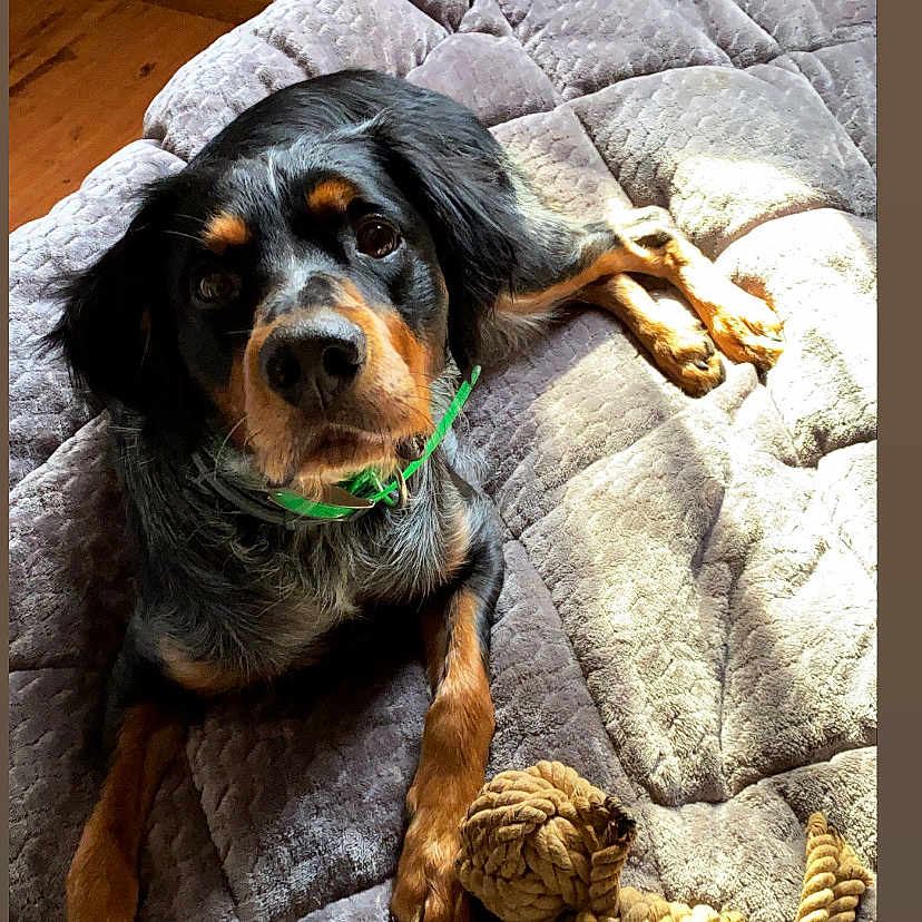 Orsu participe au concours pour gagner de l'argent avec cette photo : dog, pet, bed, blanket, toy, rope_toy, indoor, sunlight, collar, fur, brown, black, relaxed, looking_up, wood_floor, quilted, cozy, animal, domestic, companion