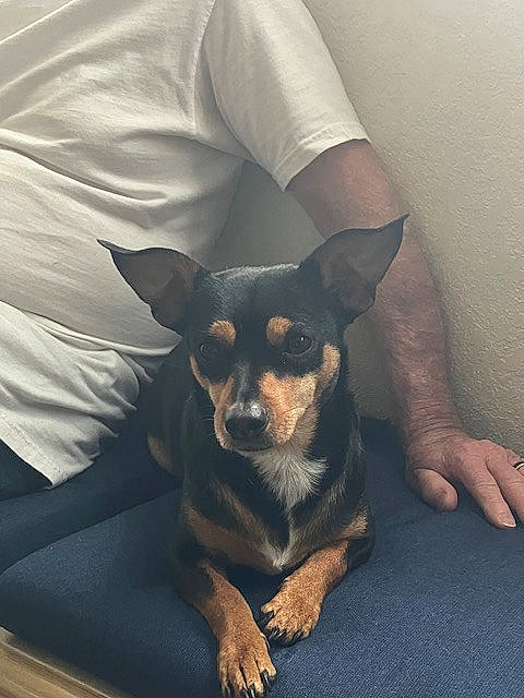 Marley joined the competition — help win amazing prizes! canidae, carnivore, comfort, companion_dog, corgi_chihuahua, dog, dog_breed, dog_supply, ear, fawn, fur, happy, paw, russkiy_toy, sleeve, snout, sporting_group, toy_dog, whiskers, working_animal