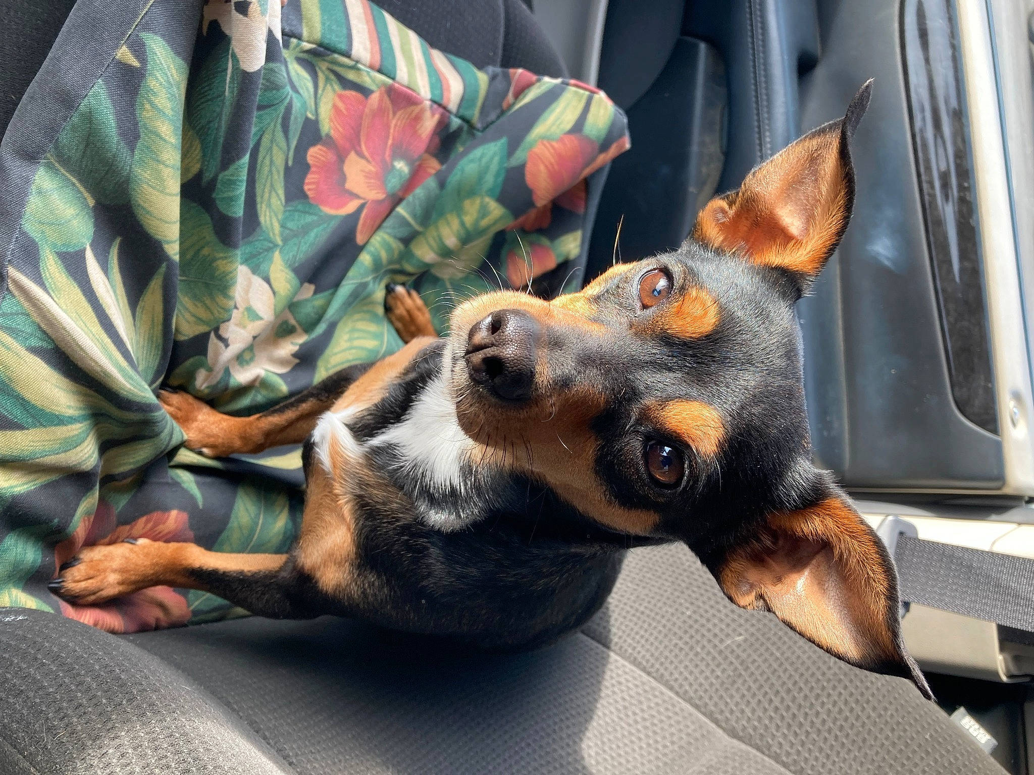Marley is registered to the contest to win money with this photo: canidae, carnivore, comfort, companion_dog, dog, dog_breed, fawn, fur, guard_dog, military_camouflage, pattern, paw, pinscher, plant, prazsky_krysarik, sporting_group, toy_dog, whiskers, window, working_dog