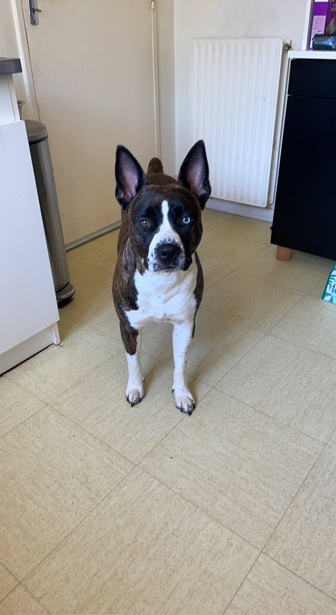 Sun participe au concours pour gagner de l'argent avec cette photo : boston_terrier, canidae, carnivore, collar, companion_dog, dog, dog_breed, door, fawn, floor, flooring, fur, hardwood, snout, sporting_group, tail, whiskers, window, wood, working_animal