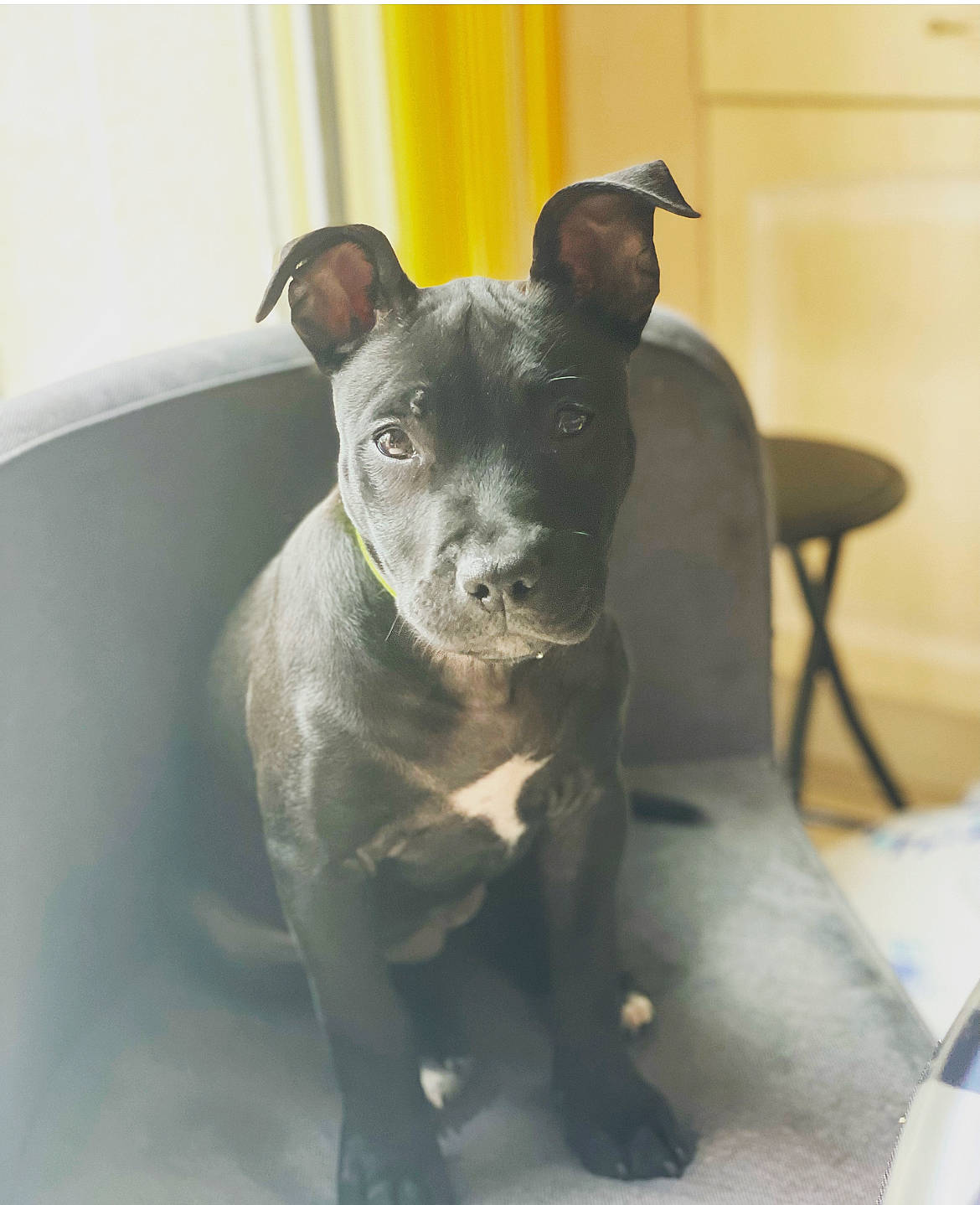 Tyna a rejoint le concours — aidez-le/la à gagner de superbes lots ! canidae, carnivore, companion_dog, dog, dog_breed, eye, fawn, grey, guard_dog, non_sporting_group, puppy, snout, sporting_group, terrestrial_animal, toy_dog, whiskers, working_animal