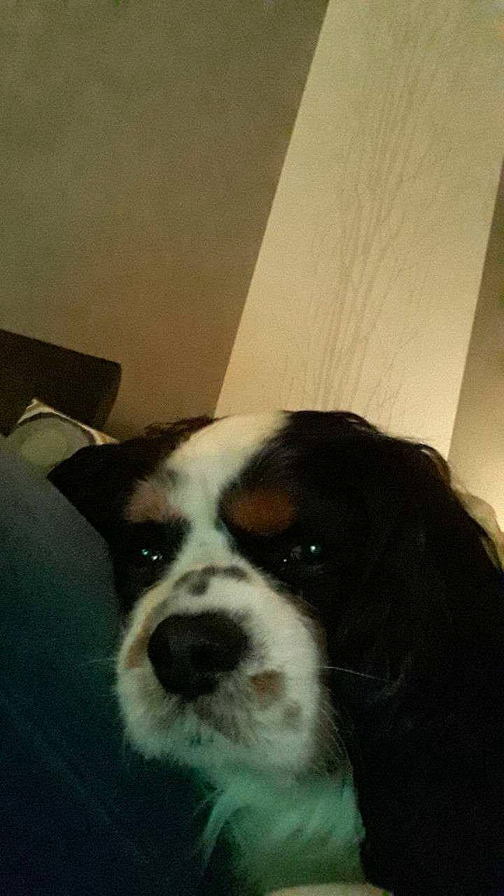 Elios participe au concours pour gagner de l'argent avec cette photo : canidae, carnivore, cavalier_king_charles_spaniel, companion_dog, dog, dog_breed, ear, king_charles_spaniel, mammal, nose, phalene, puppy, snout, spaniel, sporting_group, toy_dog, vertebrate, whiskers