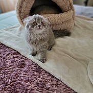 Miumiu is registered to the contest to win money with this photo: cat, kitten, fluffy, long_hair, gray_fur, green_eyes, pet, animal, sitting, indoors, bedroom, blanket, rug, cat_bed, plush, cozy, portrait, looking_at_camera, cute, home_decor