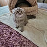 cat, kitten, fluffy, long_hair, gray_fur, green_eyes, pet, animal, sitting, indoors, bedroom, blanket, rug, cat_bed, plush, cozy, portrait, looking_at_camera, cute, home_decor