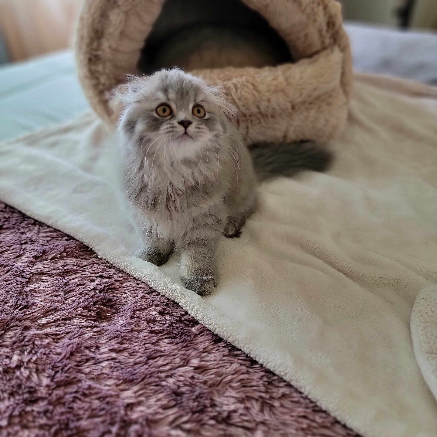 Miumiu
