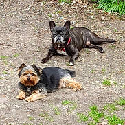 Joxy Sisi participe au concours pour gagner de l'argent avec cette photo : animal, ball, bulldog, canine, dog, football, frenchbulldog, grass, nature, outdoors, pet, plant, puppy, soccer, soccerball, soil, sport, terrier, vegetation, yard