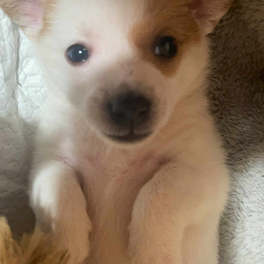 Duchess is registered to the contest to win money with this photo: animal, canine, chihuahua, cockerspaniel, dog, eskimodog, husky, papillon, pet, puppy, whitedog