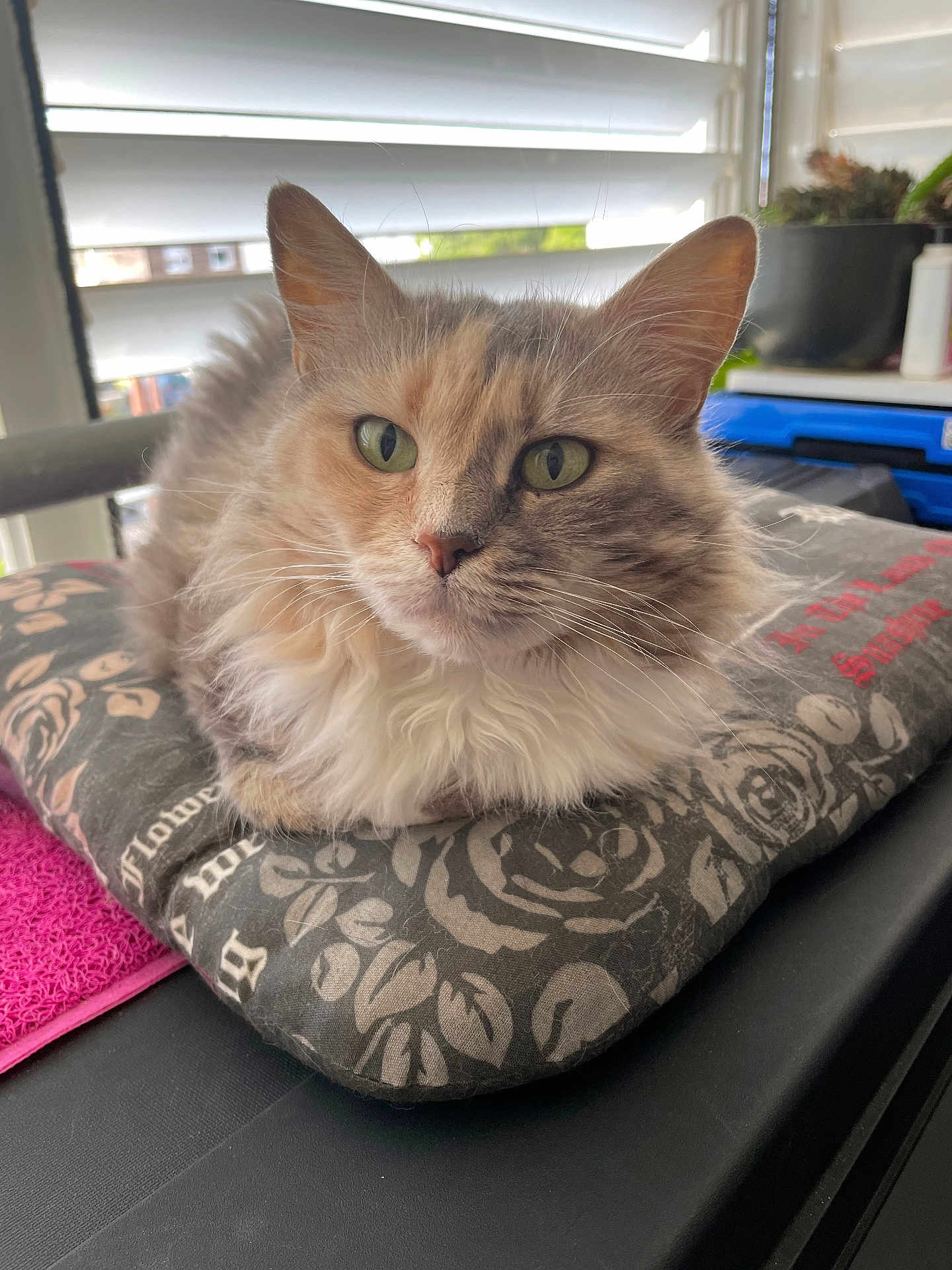 Jawa participe au concours pour gagner de l'argent avec cette photo : cat, fluffy, green_eyes, cushion, indoor, window_blinds, natural_light, pet, feline, close_up, domestic_animal, resting, soft_fur, whiskers, houseplant, background_blur, table, patterned_fabric, relaxed, cozy