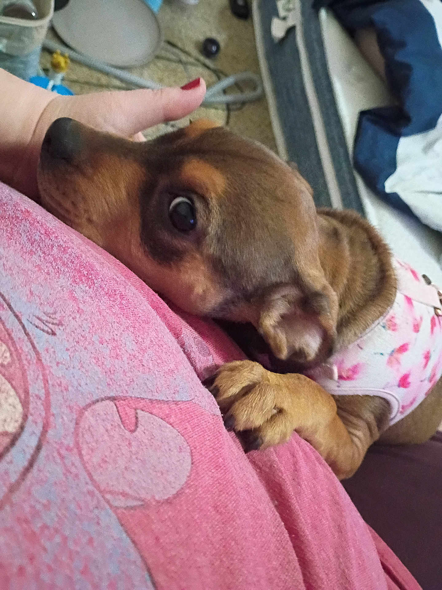 Cassie joined the competition — help win amazing prizes! dog, small_dog, pet, puppy, animal, indoor, person, hand, pink_shirt, harness, resting, close_up, cozy, bed, floor, carpet, paw, head, cute, affection