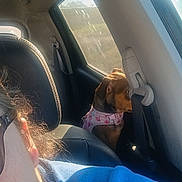 Cassie is registered to the contest to win money with this photo: animal, blue_shirt, car_interior, daylight, dog, fur, head, leisure, person, pet, pink_harness, quiet, road_trip, seat, seatbelt, side_view, sunglasses, sunlight, travel, window