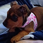 Cassie is registered to the contest to win money with this photo: puppy, dog, brown_dog, pink_harness, bed, blanket, blue_blanket, white_blanket, resting, paw, curious, alert, indoors, closeup, pet, animal, canine, fur, young_dog, sleepy