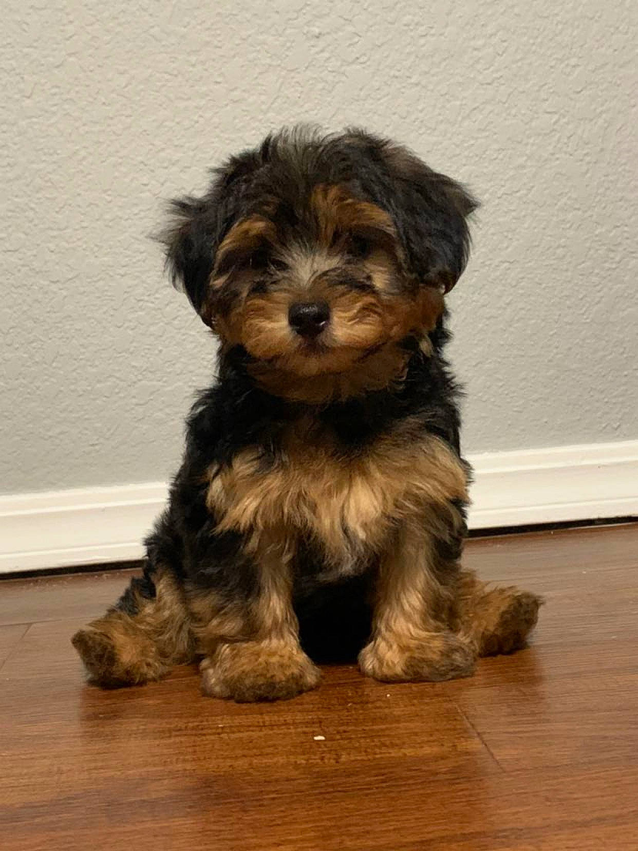 Dudley is registered to the contest to win money with this photo: canidae, carnivore, companion_dog, dog, dog_breed, flooring, fur, hardwood, liver, maltepoo, small_terrier, snout, sporting_group, terrestrial_animal, terrier, toy_dog, water_dog, wood, working_animal, yorkipoo