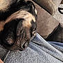 dog, sleeping, close_up, resting, blanket, brown_couch, cozy, pet, animal, fur, snout, indoor, relaxation, comfort, texture, napping, companion, calm, home, domestic
