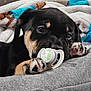 Sequoia is registered to the contest to win money with this photo: puppy, dog, pacifier, blanket, paws, close_up, cute, sleepy, resting, fur, black_and_tan, soft, indoor, pet, animal, young, adorable, cozy, comfort, face