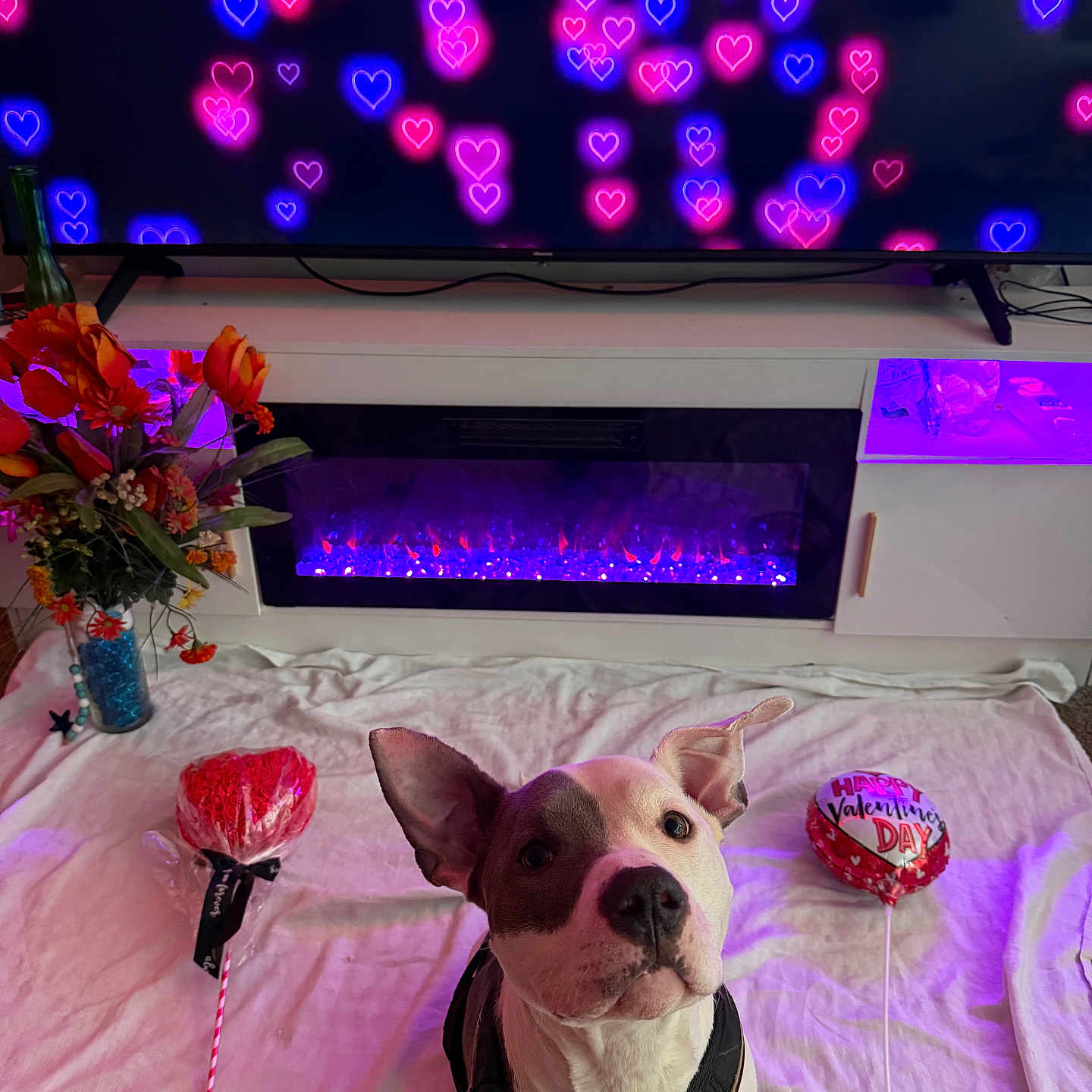Penny joined the competition — help win amazing prizes! animal, balloon, black_harness, blanket, cute, decor, dog, fireplace, flowers, heart, holiday, indoor, lollipop, pet, pink_light, purple_light, sitting, television, valentine, vase