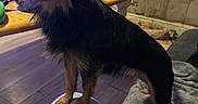 Brownie is registered to the contest to win money with this photo: dog, small_dog, indoor, person, knee, wood_floor, table, headphones, tv_screen, bottle, window, air_conditioner, blanket, couch, curious, scruffy, pet, living_room, dim_light, casual