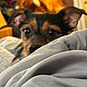 Brownie joined the competition — help win amazing prizes! dog, pet, blanket, indoors, curious, ears, eyes, fur, cozy, closeup, soft, curled, snout, animal, companion, home, resting, cute, small_dog, warm