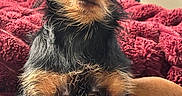 Brownie joined the competition — help win amazing prizes! animal, black_and_tan, blanket, closeup, companion, cozy, curious, cute, dog, domestic, expressive_eyes, fur, furry, indoor, looking_at_camera, pet, plush, red_blanket, sitting, small_dog