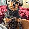Brownie joined the competition — help win amazing prizes! dog, pet, indoor, blanket, red_blanket, small_dog, black_and_tan, fur, cute, expressive_eyes, looking_at_camera, cozy, plush, sitting, animal, companion, furry, closeup, domestic, curious