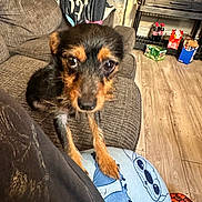 Brownie is registered to the contest to win money with this photo: dog, small_dog, couch, living_room, floor, pajama_pants, cartoon_character, snacks, drinks, wood_floor, pet, indoor, furniture, curious, brown_dog, black_dog, person, paw, relaxed, cozy