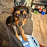 dog, small_dog, couch, living_room, floor, pajama_pants, cartoon_character, snacks, drinks, wood_floor, pet, indoor, furniture, curious, brown_dog, black_dog, person, paw, relaxed, cozy