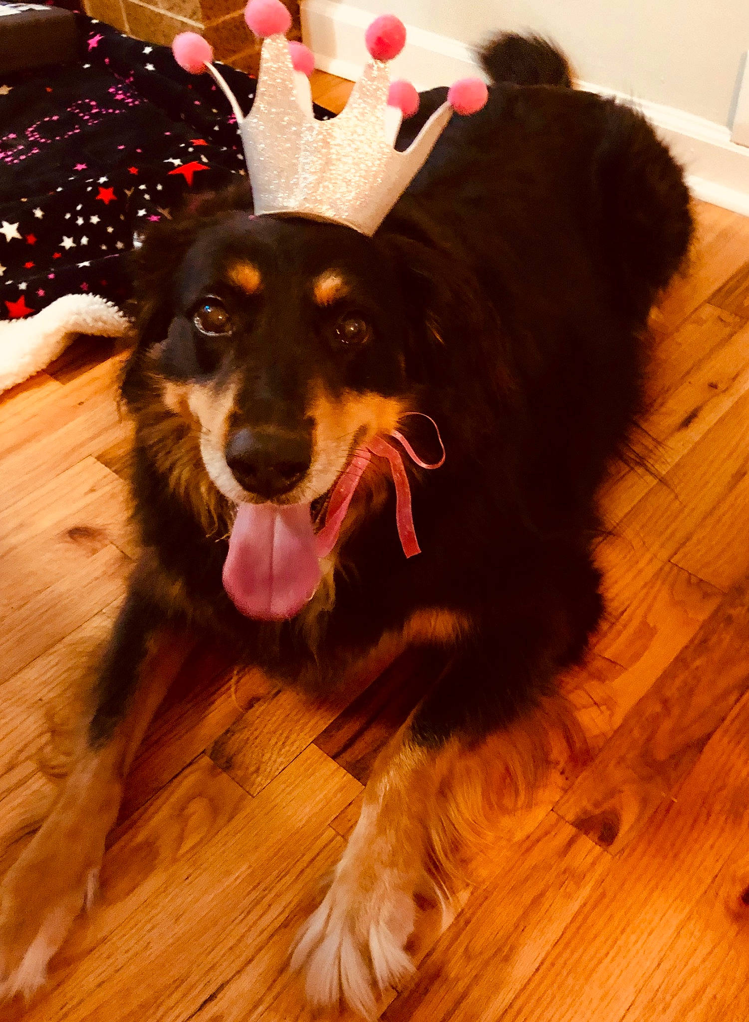 Liberty Ann is registered to the contest to win money with this photo: australian_shepherd, bohemian_shepherd, canidae, carnivore, companion_dog, dog, dog_breed, ear, english_shepherd, floor, flooring, fur, guard_dog, hardwood, hovawart, mammal, sporting_group, working_dog