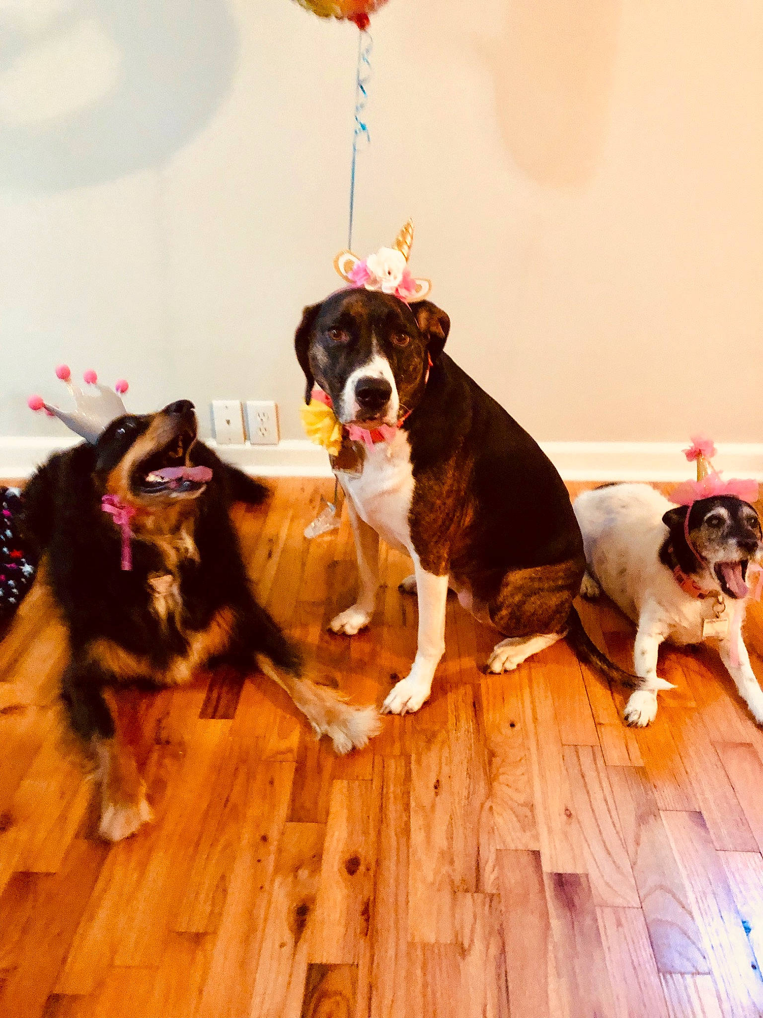 Fiona Rapunzel joined the competition — help win amazing prizes! american_pit_bull_terrier, american_staffordshire_terrier, canidae, carnivore, companion_dog, dog, dog_breed, fawn, mammal, pit_bull, puppy_love, sporting_group, vertebrate, working_dog