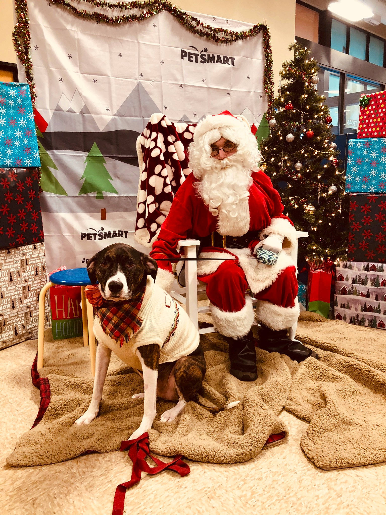 Fiona Rapunzel joined the competition — help win amazing prizes! canidae, carnivore, christmas, christmas_eve, christmas_tree, dog, dog_breed, fictional_character, great_dane, guard_dog, holiday, pointer, santa_claus, sporting_group