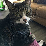 Bearbear is registered to the contest to win money with this photo: cat, tabby, pet, indoor, cozy, feline, whiskers, closeup, looking, curious, resting, blanket, living_room, couch, floor, domestic_animal, fur, ears, eyes, nose