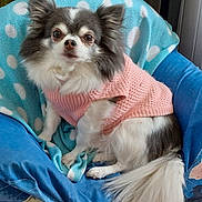 Malabar participe au concours pour gagner de l'argent avec cette photo : dog, chihuahua, small_dog, pet, sweater, pink_clothing, blue_chair, blanket, polka_dot, indoor, fur, tail, ears, cute, animal, companion, home, floor, curious, seated