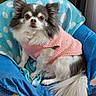 animal, blanket, blue_chair, chihuahua, companion, curious, cute, dog, ears, floor, fur, home, indoor, pet, pink_clothing, polka_dot, seated, small_dog, sweater, tail