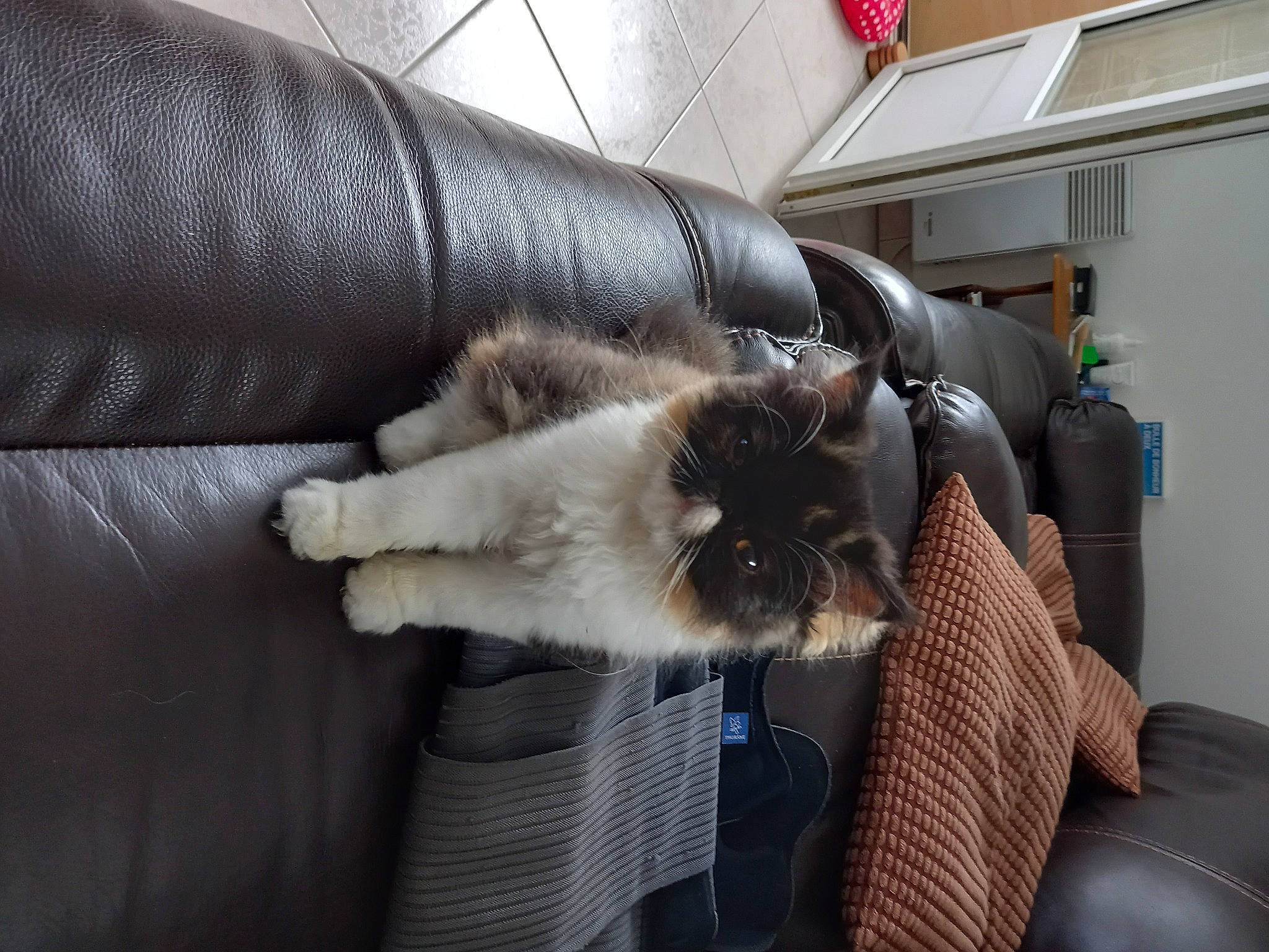 Hermine a rejoint le concours — aidez-le/la à gagner de superbes lots ! balinese, carnivore, cat, comfort, companion_dog, couch, dog_breed, domestic_short_haired_cat, felidae, flooring, fur, furniture, living_room, room, siamese, small_to_medium_sized_cats, tail, textile, thai, whiskers