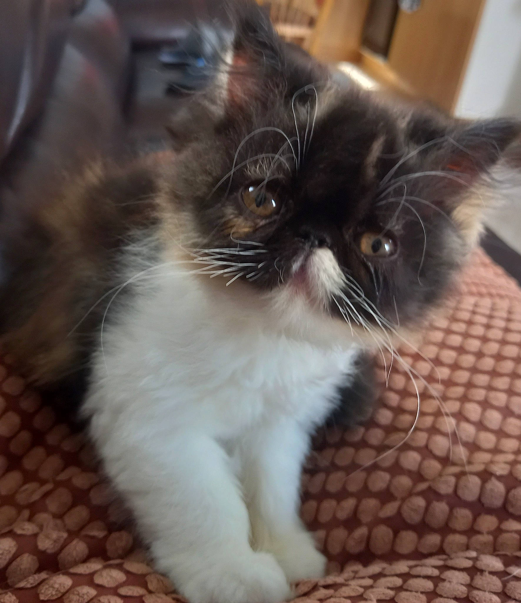 Hermine participe au concours pour gagner de l'argent avec cette photo : carnivore, cat, claw, comfort, domestic_short_haired_cat, eye, felidae, flooring, foot, fur, head, paw, sitting, small_to_medium_sized_cats, snout, tail, terrestrial_animal, whiskers