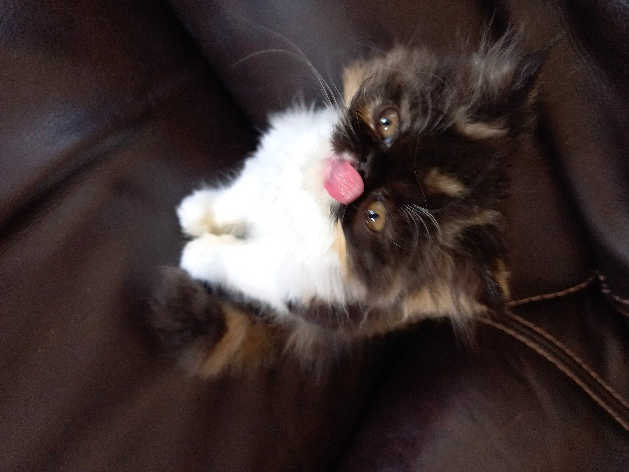 Hermine a rejoint le concours — aidez-le/la à gagner de superbes lots ! carnivore, cat, claw, comfort, felidae, fur, natural_material, paw, small_to_medium_sized_cats, snout, tail, whiskers