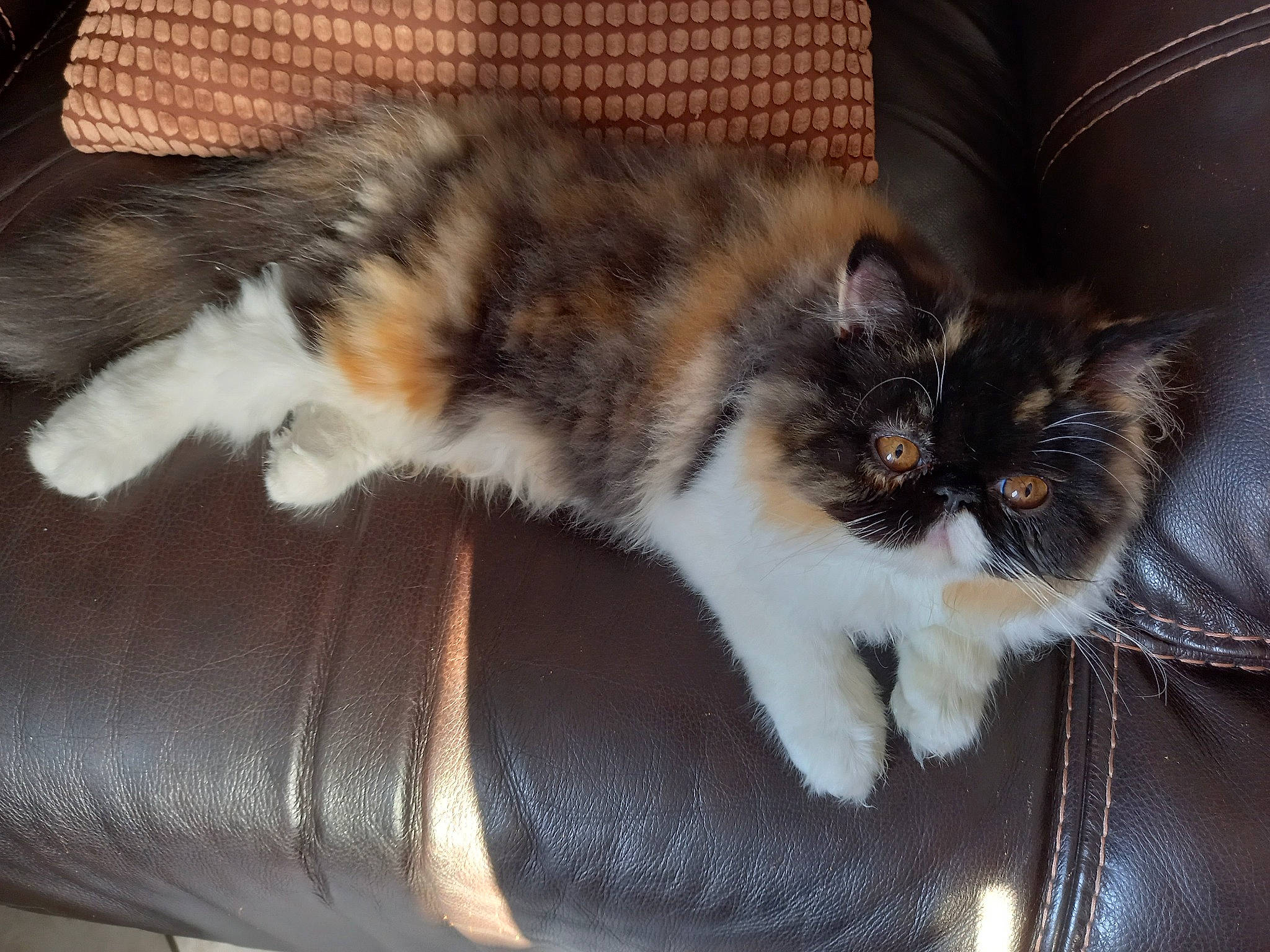 Hermine a rejoint le concours — aidez-le/la à gagner de superbes lots ! carnivore, cat, cat_supply, claw, comfort, companion_dog, domestic_short_haired_cat, felidae, flooring, fur, paw, small_to_medium_sized_cats, snout, tail, terrestrial_animal, whiskers