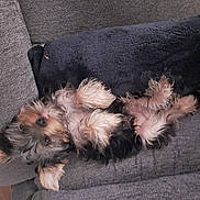 Boun a rejoint le concours — aidez-le/la à gagner de superbes lots ! dog, yorkshire_terrier, small_dog, pet, canine, upside_down, lying_down, belly_up, fluffy, long_hair, brown_fur, black_fur, pink_belly, paws, couch, sofa, blanket, indoor, relaxed, funny_pose