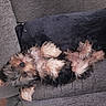 dog, yorkshire_terrier, small_dog, pet, canine, upside_down, lying_down, belly_up, fluffy, long_hair, brown_fur, black_fur, pink_belly, paws, couch, sofa, blanket, indoor, relaxed, funny_pose