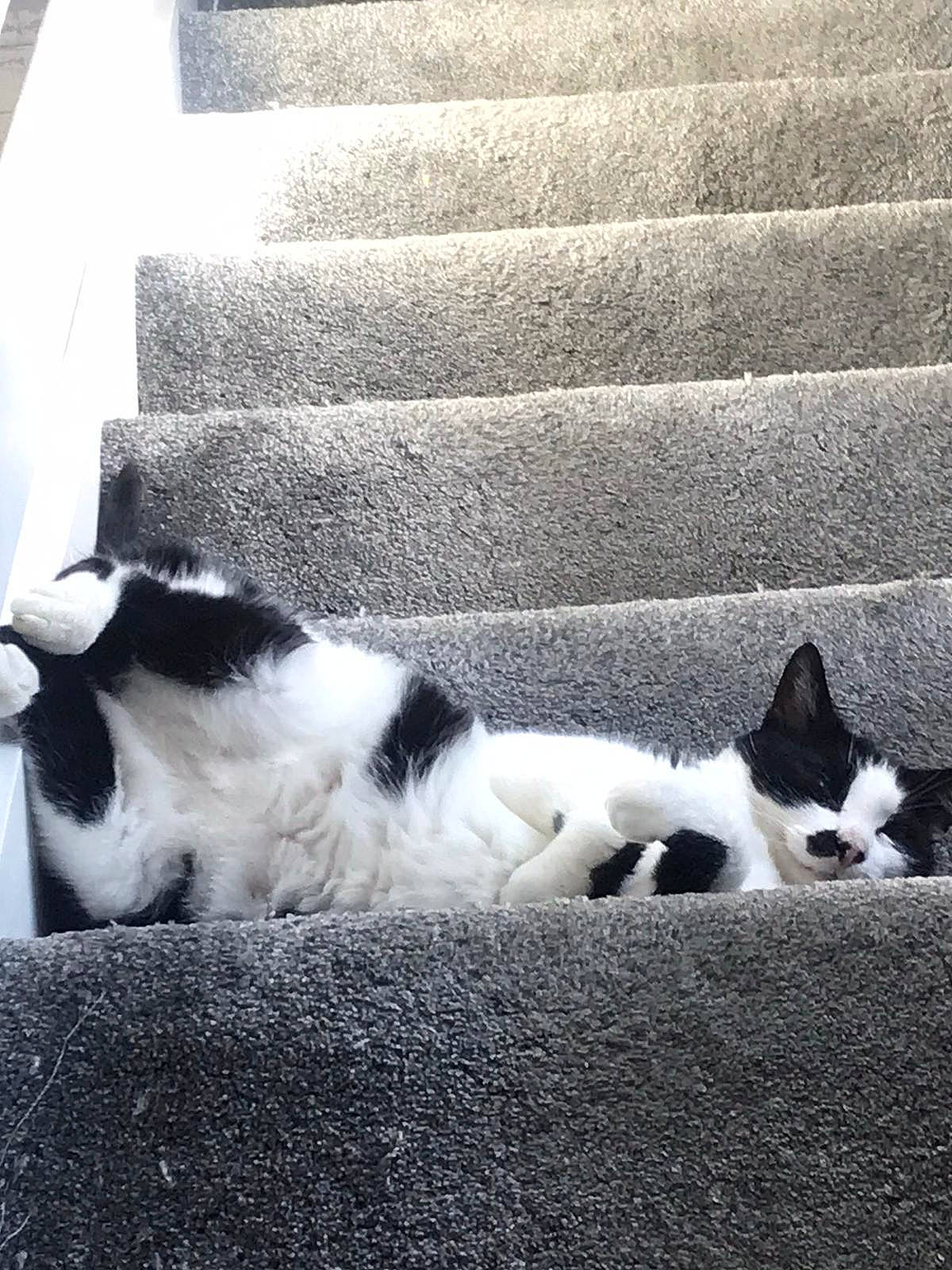 Chad is registered to the contest to win money with this photo: black_and_white, canidae, carnivore, cat, felidae, fur, polydactyl_cat, sky, small_to_medium_sized_cats, snout, tail, whiskers