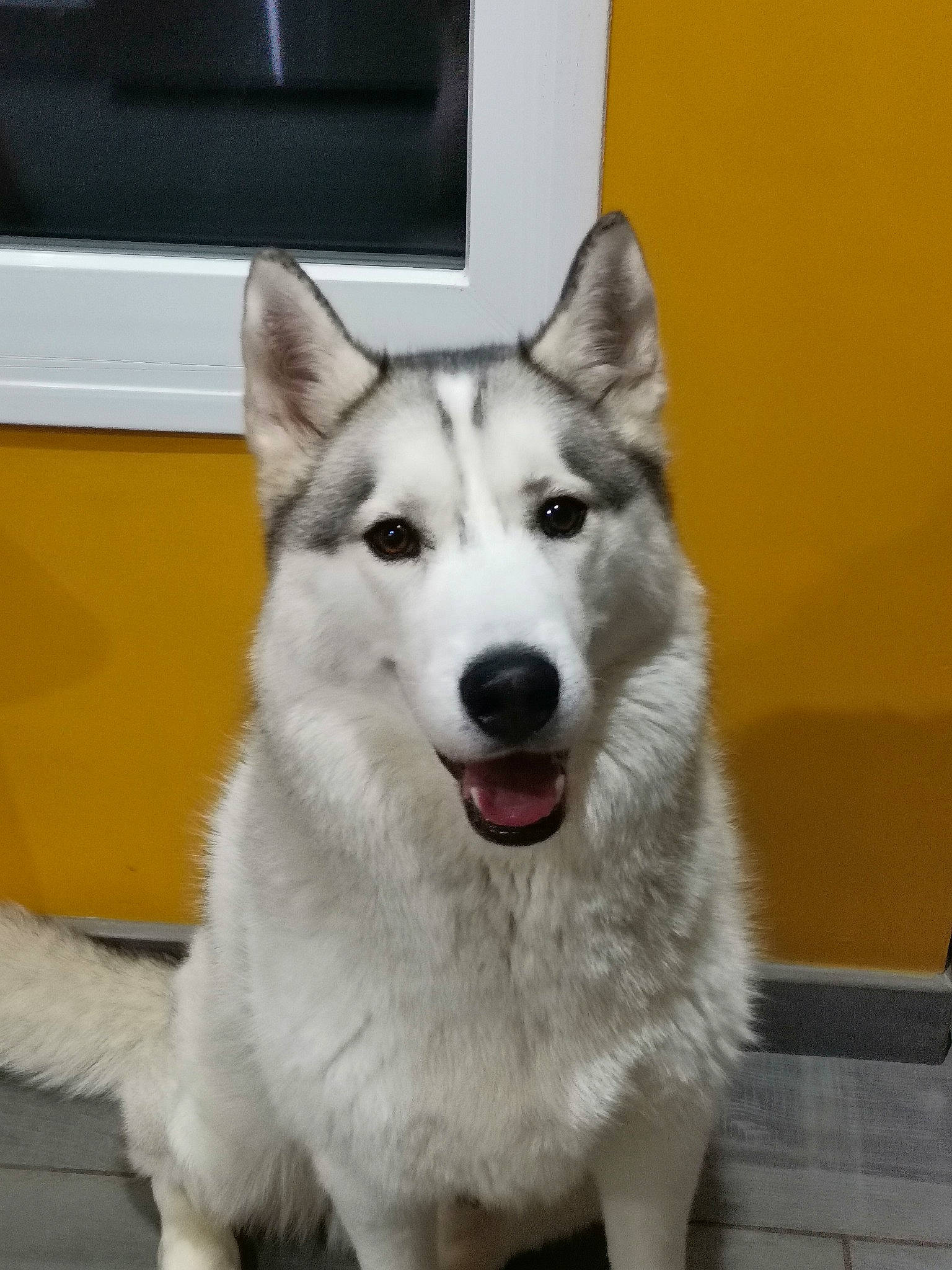 Sam a rejoint le concours — aidez-le/la à gagner de superbes lots ! ancient_dog_breeds, carnivore, collar, companion_dog, dog, dog_breed, fur, home_appliance, kitchen_appliance, pet_supply, sled_dog, working_dog