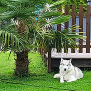 Sam a rejoint le concours — aidez-le/la à gagner de superbes lots ! animal, canine, daytime, dog, fence, garden, grass, greenery, husky, lawn, leash, nature, outdoor, palm_tree, pet, relaxed, summer, sunlight, tree, wooden_deck